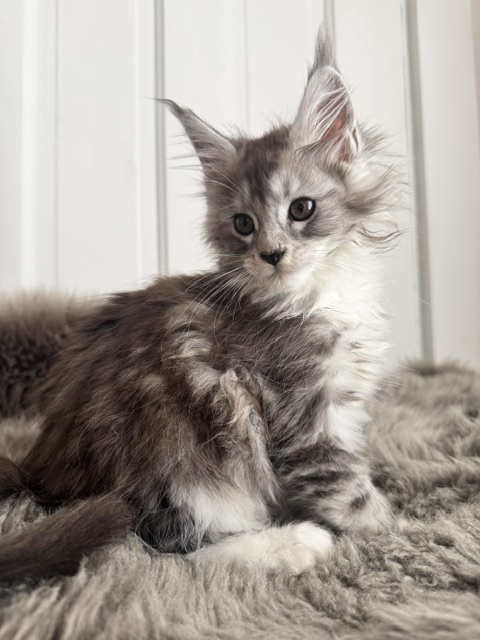 Birch — Gray and White Tabby Maine Coon Maine Coon kitten