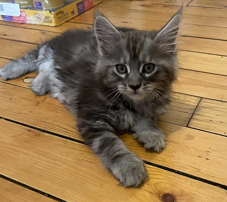 Charlie — Gray and White Tabby Maine Coon Maine Coon kitten