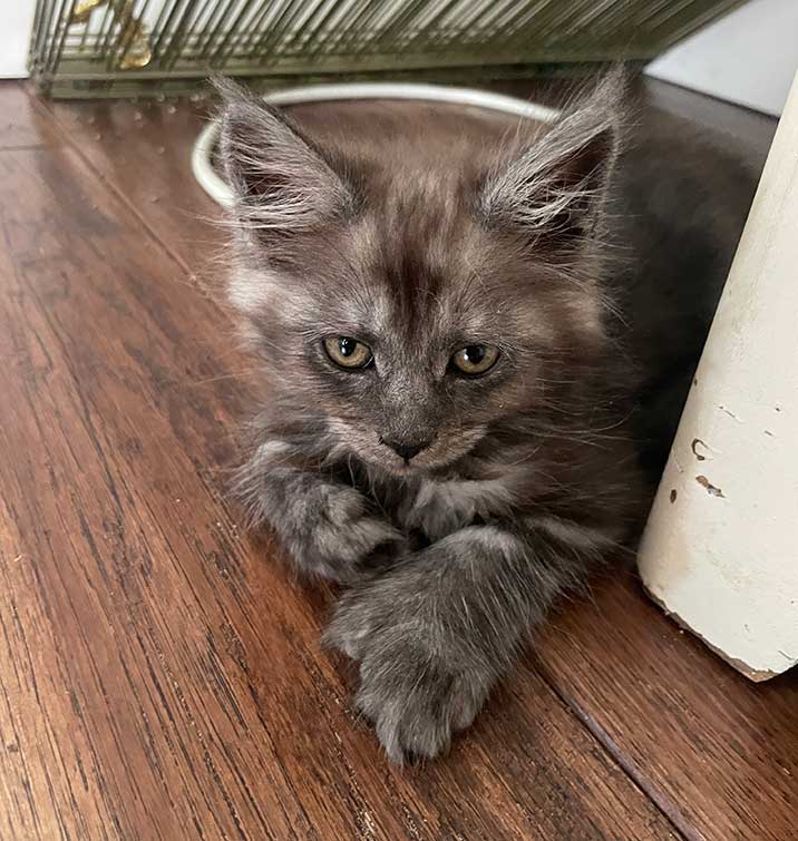 Chloe — Gray and White Tabby Maine Coon Maine Coon kitten