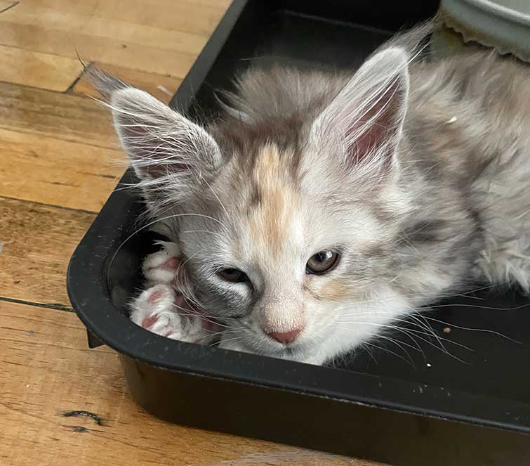 Iggy — White Maine Coon Maine Coon kitten