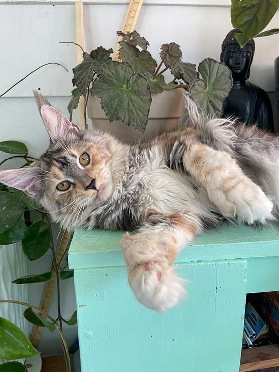 Wondercub — Maine Coon queen